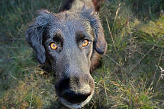 Black dog looking at the lens