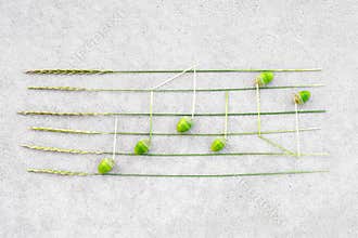 Music notes made of green acorns and wild grass