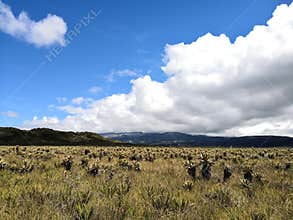 Sunny day in a paramo. Endangered biome with biodiversity with frailejon plants