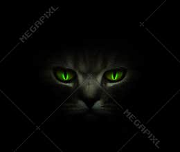 Green cat&#x27;s eyes glowing in the dark