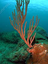 Sea Rod and Brain Coral