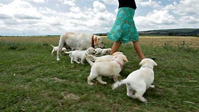 Cute labrador puppies walking running in the grass