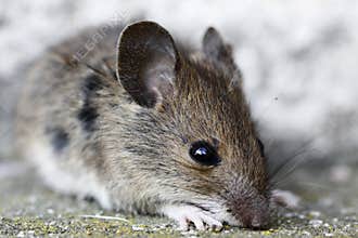 Wood mouse