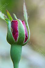 Pink rose bud blossom blooming on the garden