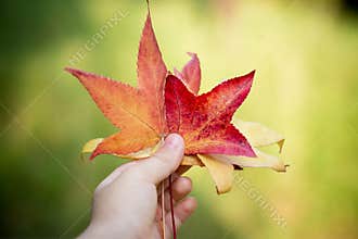 Orange and red maple leaves in hand