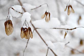 Snow winter frost maple seed branch christmas mood forest
