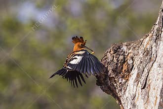 African hoopoe in Kruger National park, South Africa