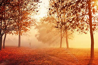 Morning autumn fog in shades of orange
