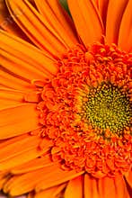 orange gerber daisy flower in bloom