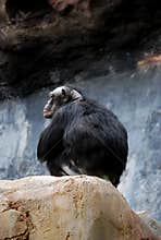 Bald male chimp
