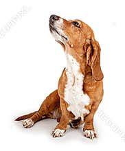 Basset Hound Ignoring Commands - Extracted