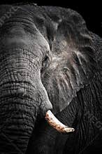 African Elephant Portrait