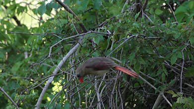 Northern Cardinal eating bugs