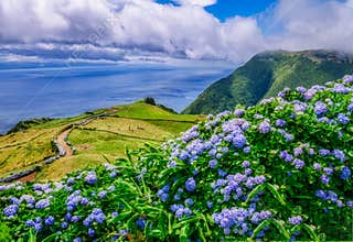 Image of beautiful landscape with hydrangeas and a path leading to the atlantic on the azores