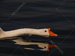 White domestic goose outstretched neck on a dark lake
