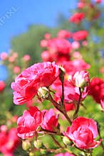 Rose bush