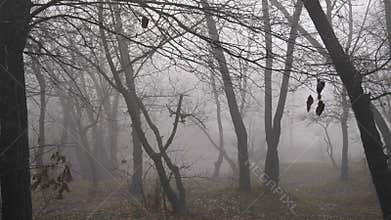 Foggy forest or park autumn landscape panorama