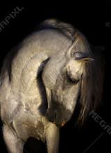 Andalusian horse portrait