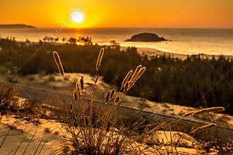 Nature Seascape with View of Glowing Sun through A Wild Bush at Gorgeous Orange Sunrise