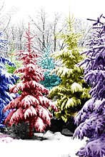 Christmas Trees Colorized