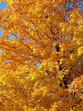Yellow autumn maple tree