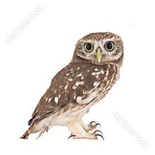 Little Owl, Athene noctua, isolated on white background