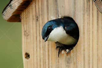 Male Tree Swallow Inspecting Nest Box