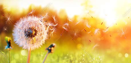 Dandelion In Field At Sunset