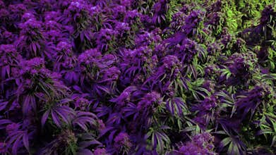 Panning across mature marijuana plants under purple lights