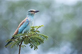 European Roller in Kruger National park, South Africa