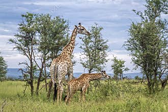 Giraffe in Kruger National park, South Africa