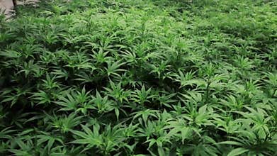 Tightly packed indoor marijuana plants