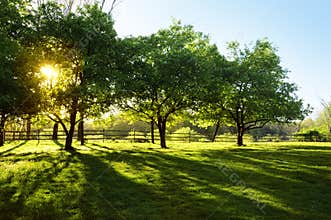 Sun Shining through Trees