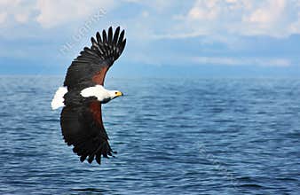 Eagle