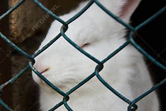 White rabbit sitting in steel mesh cage, close-up. farm animals concept