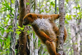 Red-bellied lemur Eulemur rubriventer, Rainforest