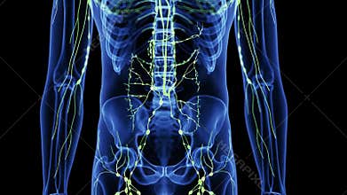 The lymphatic system