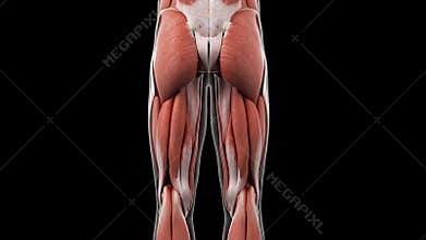 the upper leg muscles