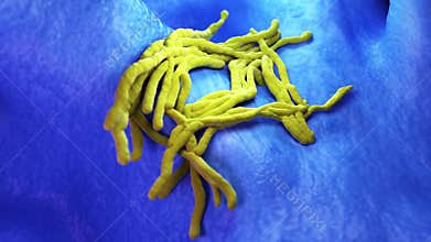 Legionella bacteria