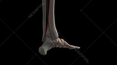 The foot arteries
