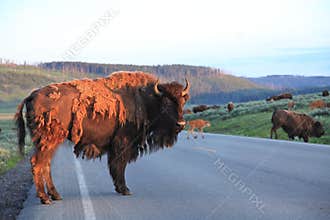 Buffalos,Yellowstone National Park
