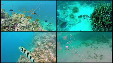 Collage Ocean scenery on shallow coral reef. Underwater video of the ocean. Small fish swim erratically and hidden by