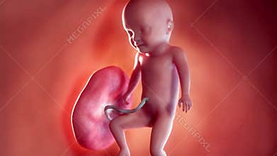 A fetus - week 30