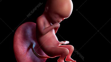A human fetus week 16