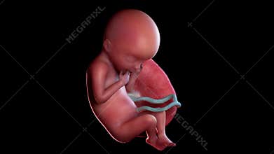 A human fetus week 18