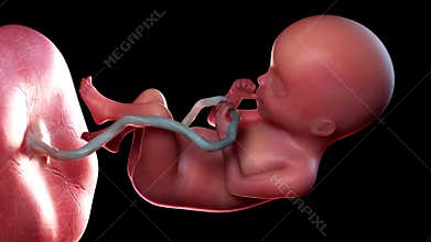 A human fetus week 20