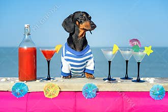 Funny cool dachshund dog drinking cocktails, at the bar in a beach club party with ocean view