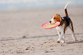 Beagle puppy playing