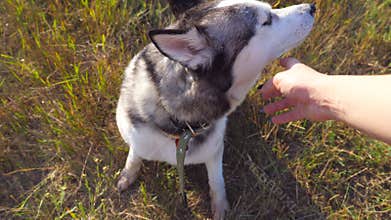 Female hand caress her siberian husky at field on sunset. Portrait of dog sitting on green grass at meadow and enjoy