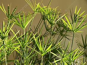 Cyperus papyrus alternifolius